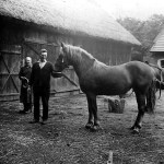 Sufczyn 1970r. Karmienie konia owsem